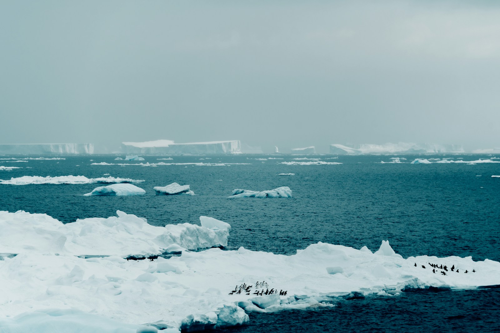 联邦湾与东南极入口实地景观