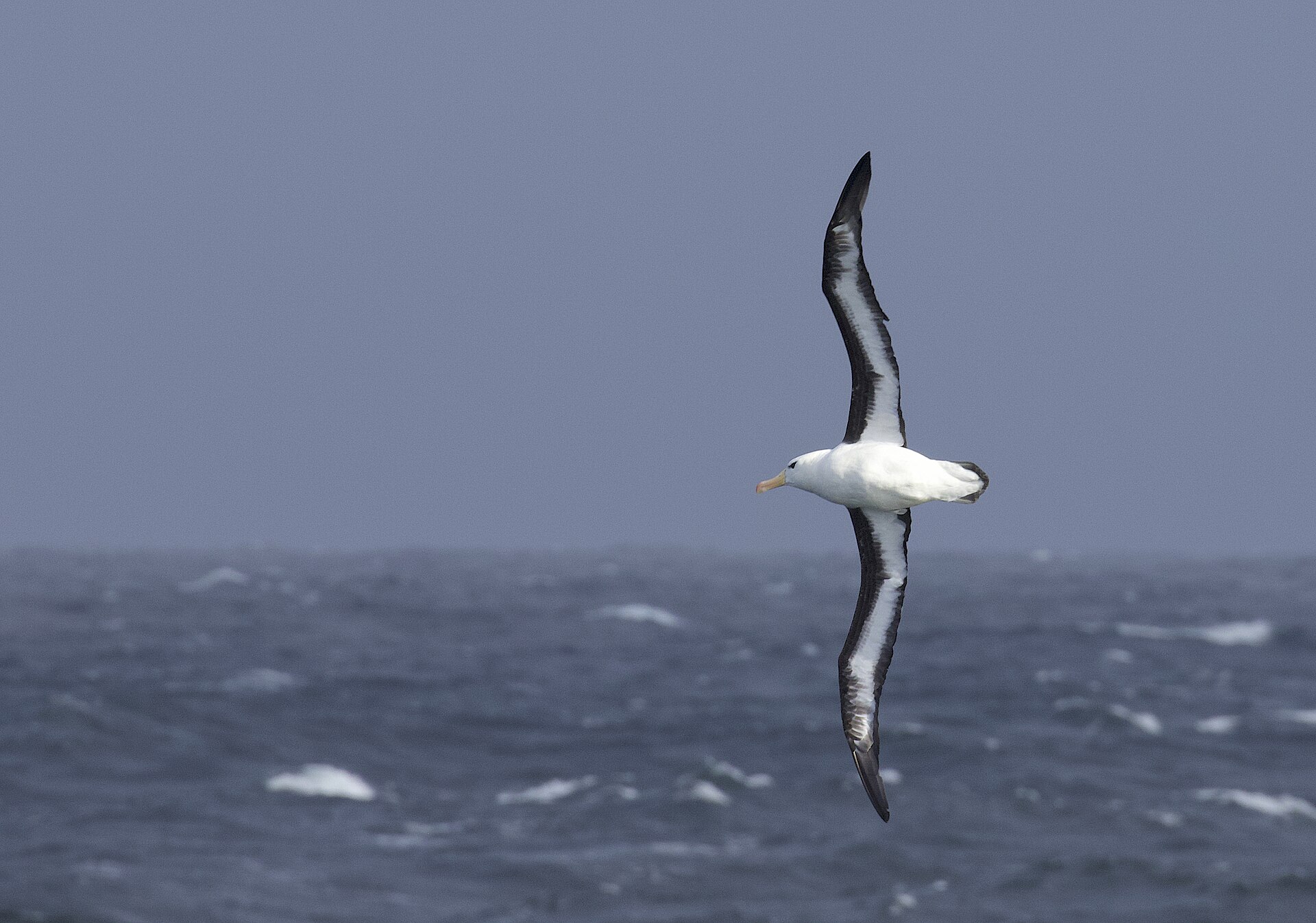 Drake Passage and Return