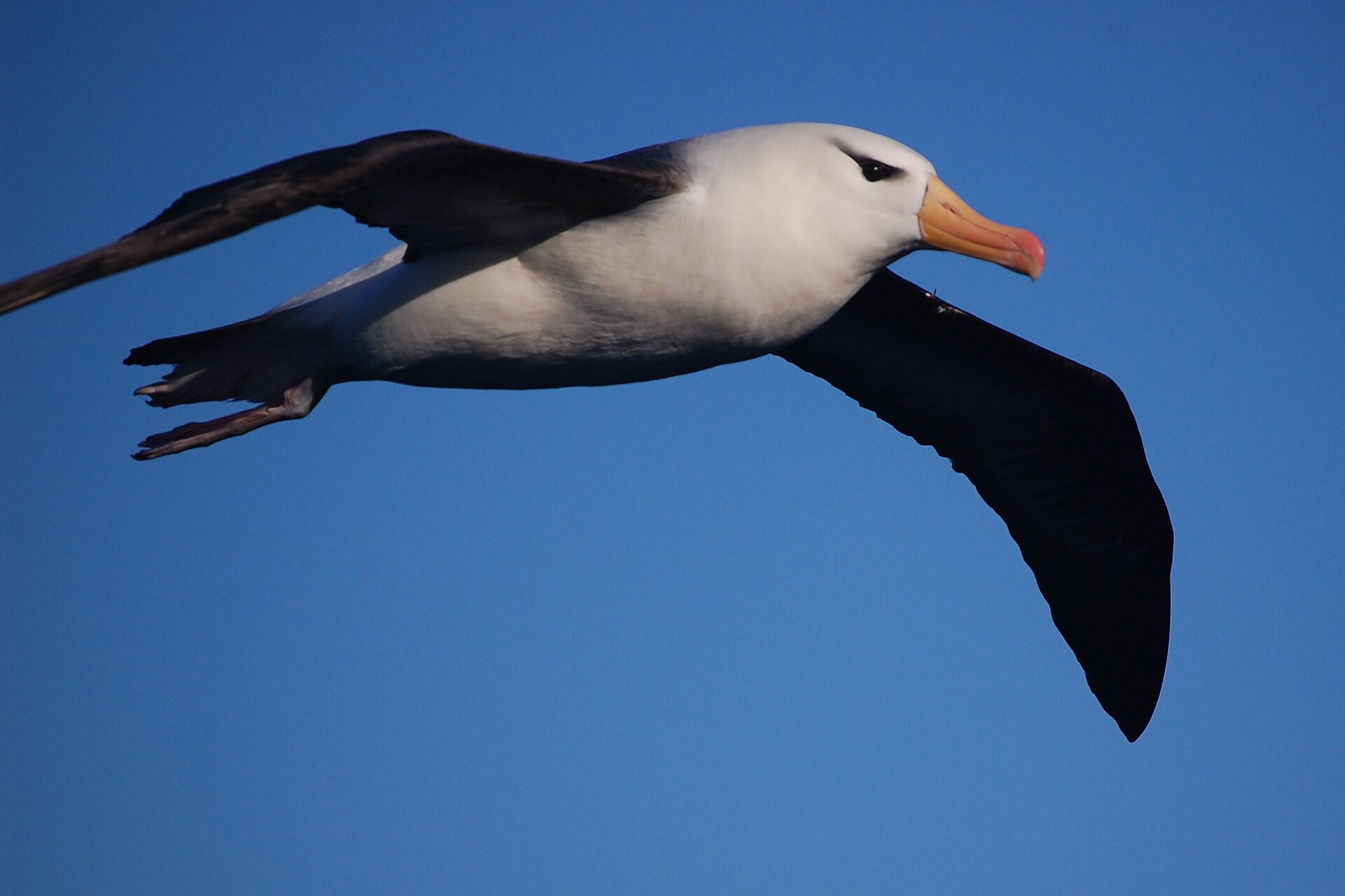 Towards the Falklands