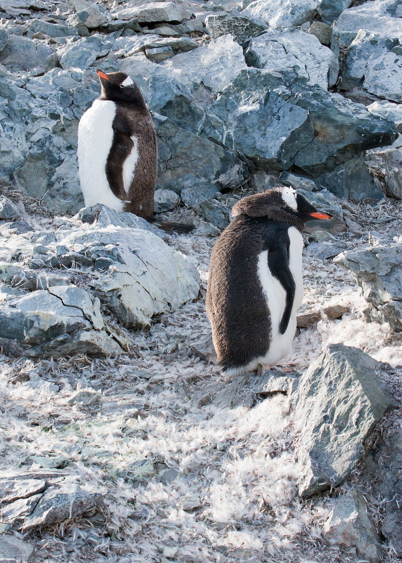Antarctic Peninsula