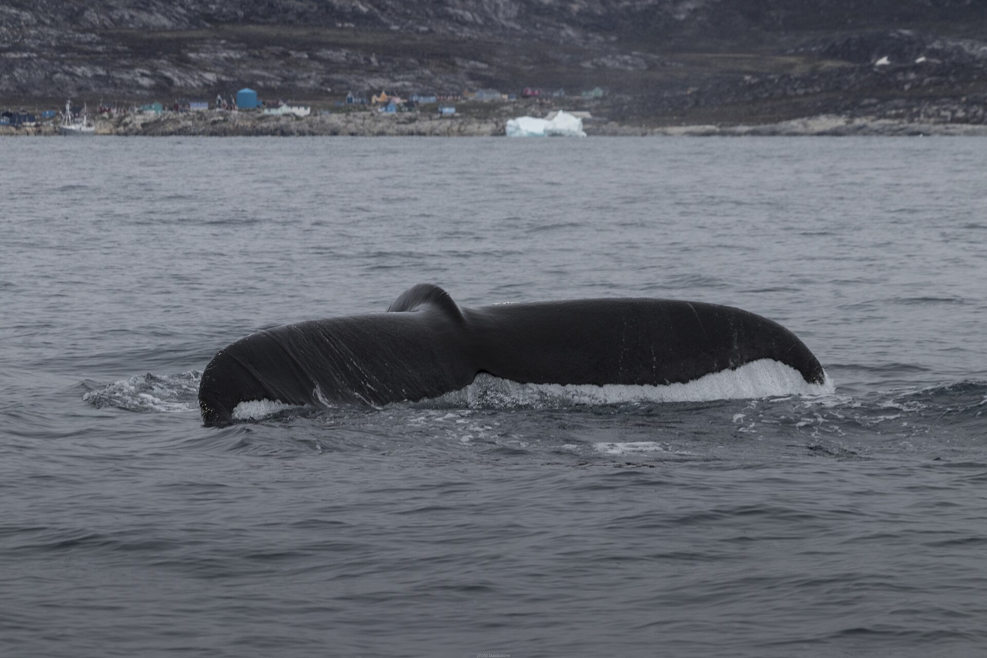 Across the Greenland Sea