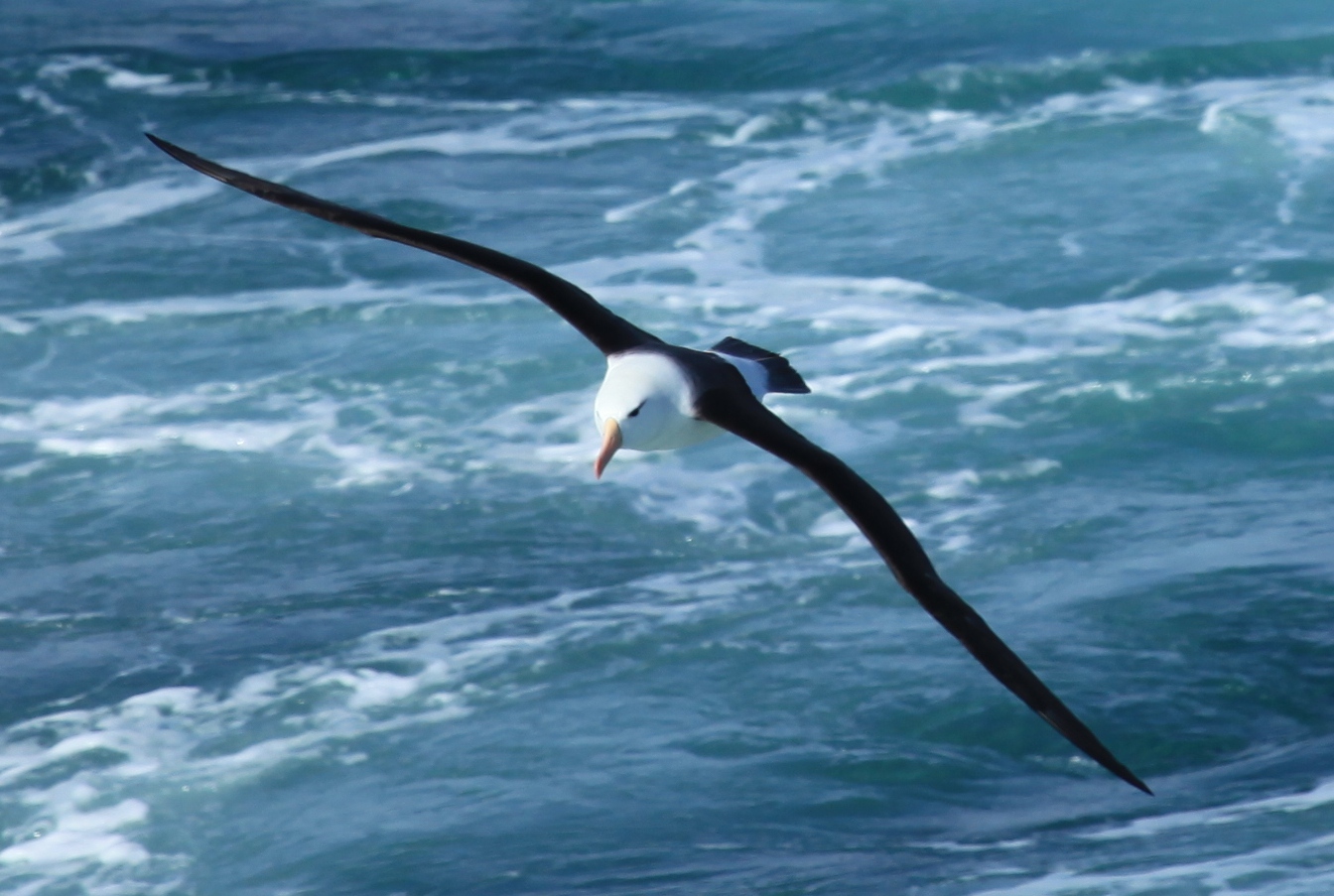 Southern Ocean and Macquarie Island